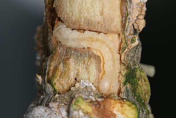 Die Larven des Eschenprachtkäfer fressen in den Eschenleitgefässen. Ein befallener Baum stirbt innerhalb weniger Jahre ab. Foto: Beat Wermelinger