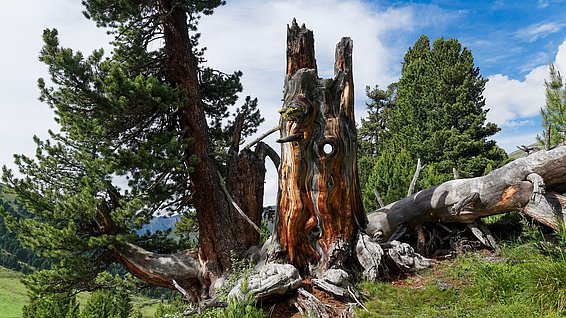 Verwitterter Baumstamm mit Löchern in einer grünen Berglandschaft unter blauem Himmel.