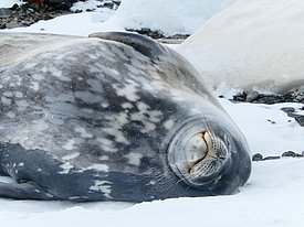 Eine Robbe liegt schlafend auf dem Schnee.