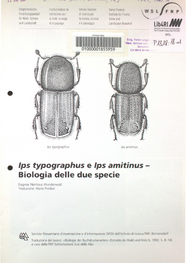 lps typographus e lps amitinus