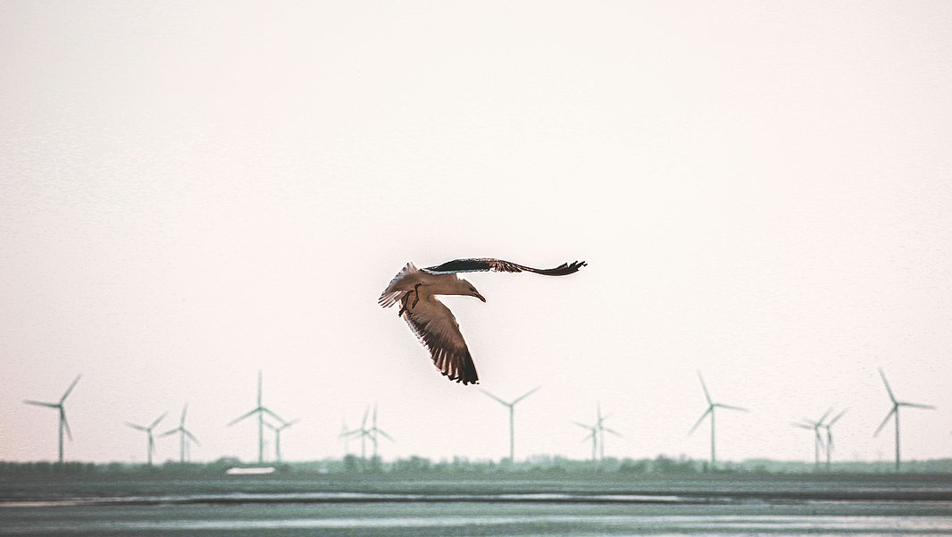 A bird is flying over a landscape with multiple wind turbines in the background. The sky is light and overcast, and the scene is tranquil, showcasing the contrast between nature and renewable energy.