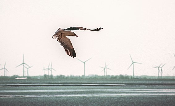 Ein Vogel fliegt über eine flache Wasseroberfläche, im Hintergrund sind mehrere Windturbinen sichtbar. Der Himmel ist hell und leer, was eine ruhige Atmosphäre schafft.