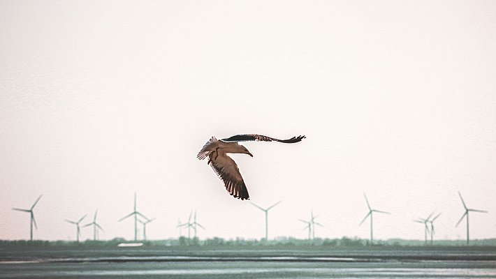 A bird is flying over a landscape with multiple wind turbines in the background. The sky is light and overcast, and the scene is tranquil, showcasing the contrast between nature and renewable energy.