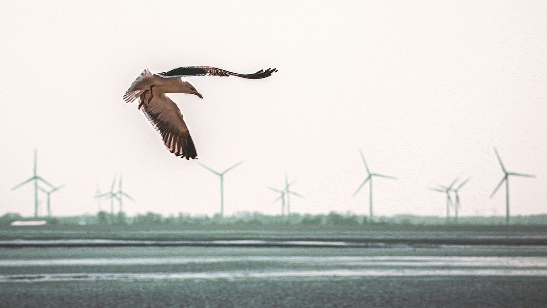 Ein Vogel fliegt über eine flache Wasseroberfläche, im Hintergrund sind mehrere Windturbinen sichtbar. Der Himmel ist hell und leer, was eine ruhige Atmosphäre schafft.