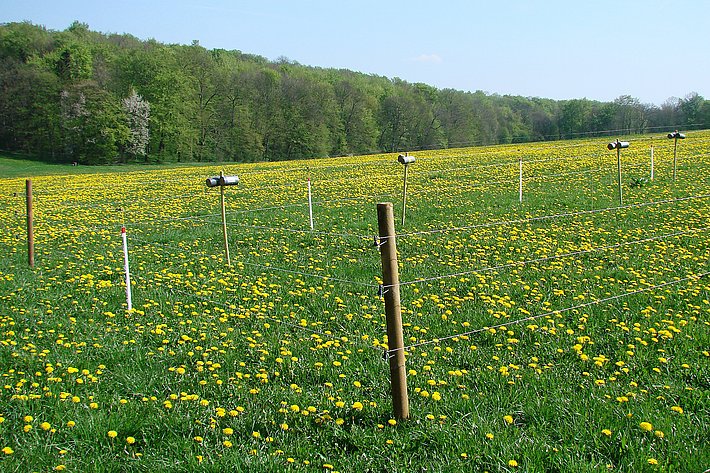 Intensiv gemähte und gedüngte Wiesen bieten hauptsächlich dem Löwenzahn ein geeignetes Habitat (Foto: Jörg Müller)