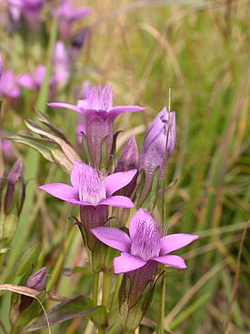 A cluster of vibrant purple flowers with prominent, fringed petals is depicted, surrounded by green foliage. The flowers have a bell-like shape and vary in height, with some buds still closed. The overall setting suggests a natural, grassy environment.