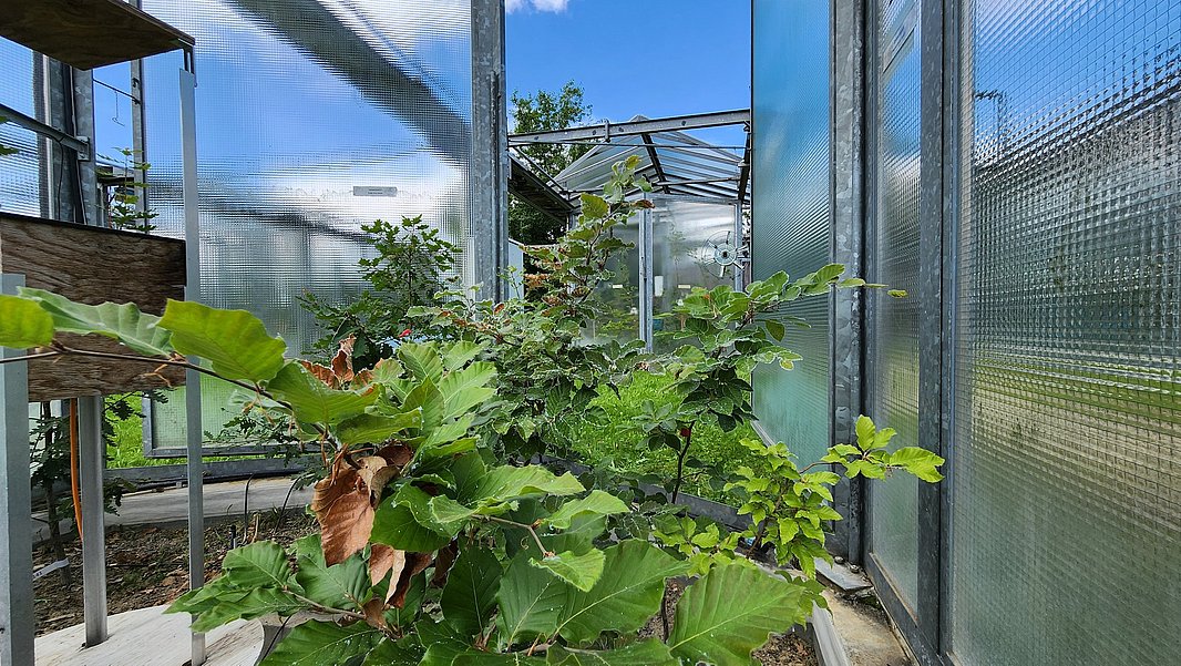 Ein Einblick in ein Gewächshaus mit verschiedenen Pflanzen. Die Pflanzen zeigen üppiges Grün, umgeben von Glaswänden, durch die Tageslicht strömt. Im Hintergrund ist blauer Himmel und vereinzelte Bäume zu sehen. Es sind die offenen Klimakammern namens Modellökosystemanlage (Modoek) an der WSL Birmensdorf (Foto: Alyssa Kullberg)