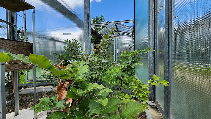 Vue intérieure d'une serre avec des plantes diverses, notamment des figuiers. Les murs en verre laissent passer la lumière naturelle, créant un environnement frais et lumineux pour la croissance des végétaux. Ce sont les mini-chambres climatiques appelées MODOEK au WSL Birmensdorf (Photo: Alyssa Kullberg)