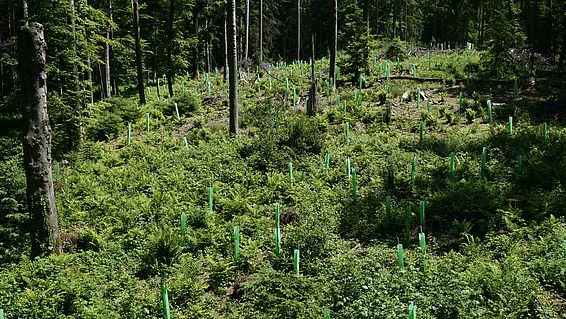 Bei der Waldverjüngung wird eine breite Palette mit zukunftsfähigen Baumarten angestrebt. Zum Schutz vor Wildschäden werden Hüllen um ausgewählte Baumarten angebracht. (Bireggwald Luzern, 2019, Quelle: BAFU)