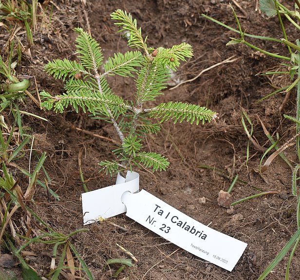 Weisstannensetzling, dessen Samen aus Kalabrien (Italien) stammt. Foto: Peter Brang/WSL