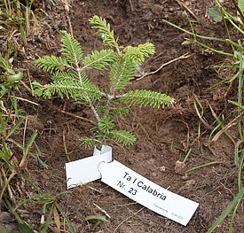 Plantule de sapin issue d’une graine en provenance de Calabre (Italie). Photo: Peter Brang/WSL