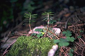 The image features young silver fir seedlings growing amid green moss on a forest floor, surrounded by small clover plants. The scene illustrates a vibrant, natural environment.