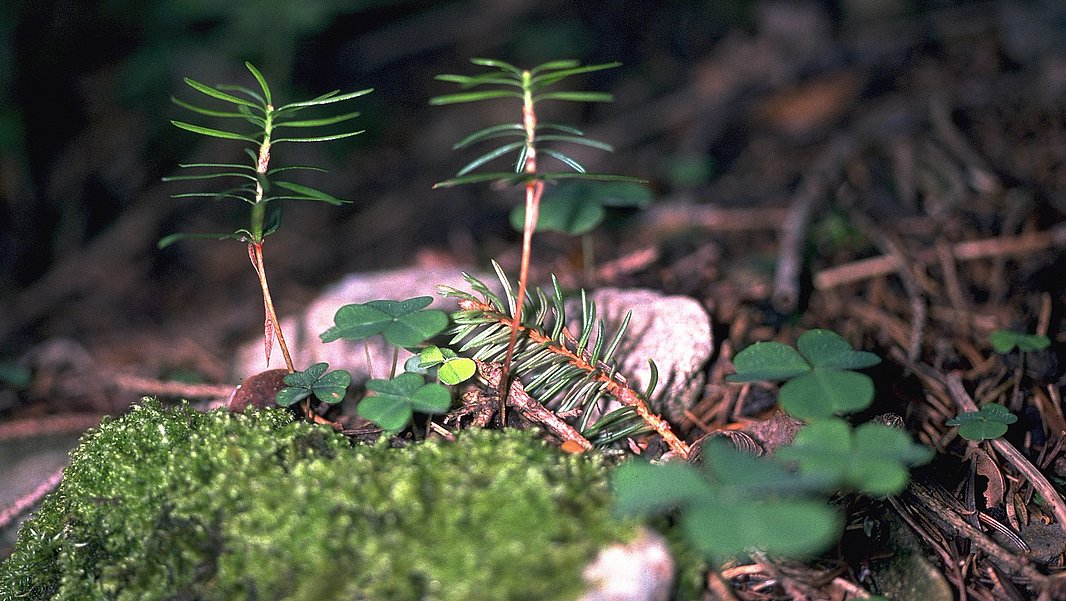 Eine Nahaufnahme von kleinen Weisstannensämlingen, die auf moosbedecktem Boden wachsen. Um sie herum befinden sich verschiedene grüne Pflanzen und kleine Blätter, die den Waldboden bilden. Die Szene vermittelt ein Gefühl von natürlichem Wachstum in einem Waldgebiet.