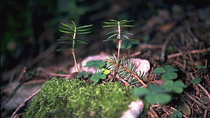 Eine Nahaufnahme von kleinen Weisstannensämlingen, die auf moosbedecktem Boden wachsen. Um sie herum befinden sich verschiedene grüne Pflanzen und kleine Blätter, die den Waldboden bilden. Die Szene vermittelt ein Gefühl von natürlichem Wachstum in einem Waldgebiet.