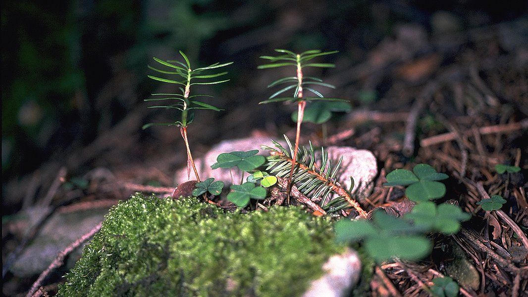 The image features young silver fir seedlings growing amid green moss on a forest floor, surrounded by small clover plants. The scene illustrates a vibrant, natural environment.