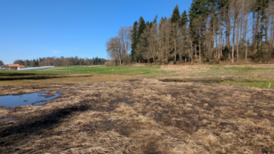 Freifläche mit abgeerntetem Boden und Pfützen, im Hintergrund Bäume und blauer Himmel