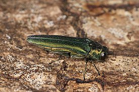 Der Asiatische Eschenprachtkäfer lebt an Land. Er zerstört ganze Eschenbestände in Nordamerika und seit einigen Jahren auch in Osteuropa. 