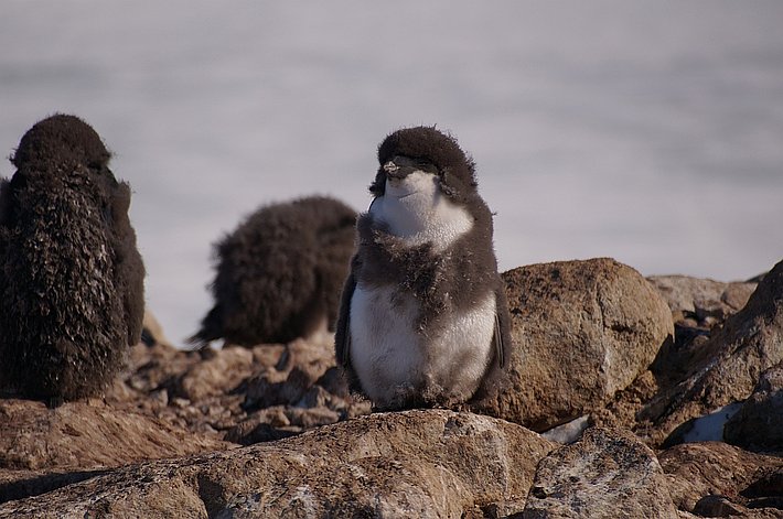 Viele der Jungtiere beginnen den grauen warmen Flaum zu verlieren. Hervor kommt ein Adeliepinguin in intensiv weiss-schwarzen Farben.
