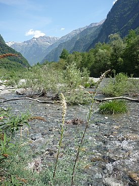 Deutsche Tamariske wächst am Ufer des Flusses Moesa mit Bergen im Hintergrund