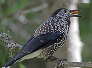 Cassenoix moucheté tenant une graine d’arole dans son bec.