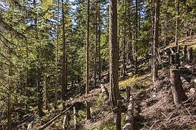 Schutzwaldpflege schafft Licht für die Verjüngung. Hohe Stöcke und querliegende Stämme stabilisieren die Schneedecke.