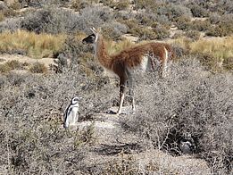 In der küstennahen Pampa Südamerikas leben Guanacos, die Wildform des domestizierten Lamas, und Pinguine Seite an Seite. (Foto: Anita Risch, WSL)