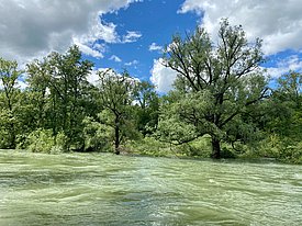Ein Fluss bei Hochwasser umspühlt Silberweiden.