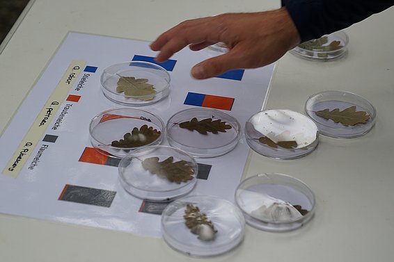 Which oak is this? A test for the experts on the excursion to the forest lab. (Photo Stephanie Kusma)