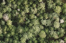 Aerial view of a dense forest filled with various shades of green trees, including coniferous and deciduous types, with some dead trees in between.