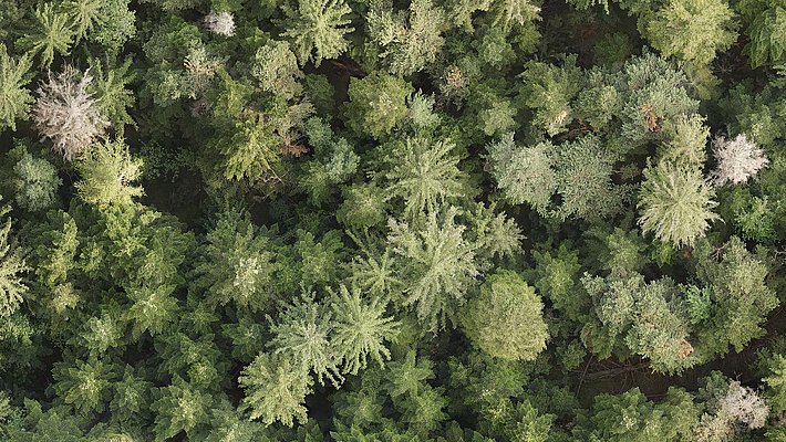 Aerial view of a dense forest filled with various shades of green trees, including coniferous and deciduous types, with some dead trees in between.