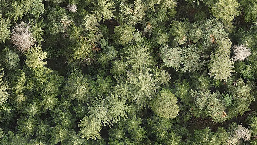 Aerial view of a dense forest filled with various shades of green trees, including coniferous and deciduous types, with some dead trees in between.