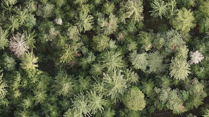 Vista aerea di una foresta folta, caratterizzata da alberi verdi di diverse altezze e dimensioni. Alcuni alberi presentano foglie chiare, suggerendo una varietà di specie vegetali. La luce naturale accentua le diverse tonalità di verde, creando un paesaggio lussureggiante e vibrante.