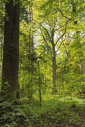 Naturnaher und strukturreicher Eichen-Hagebuchenwald mit hohem Biotopwert.