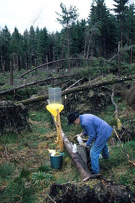 Auf der Lothar-Sturmfläche in Messen (SO) wird eine Insektenfalle geleert.