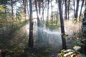 Bewässerung für die Forschung im Pfynwald (VS)