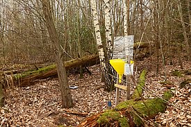 The WSL's research area Habsburg (canton of Aargau) in spring 2019 with an insect trap.