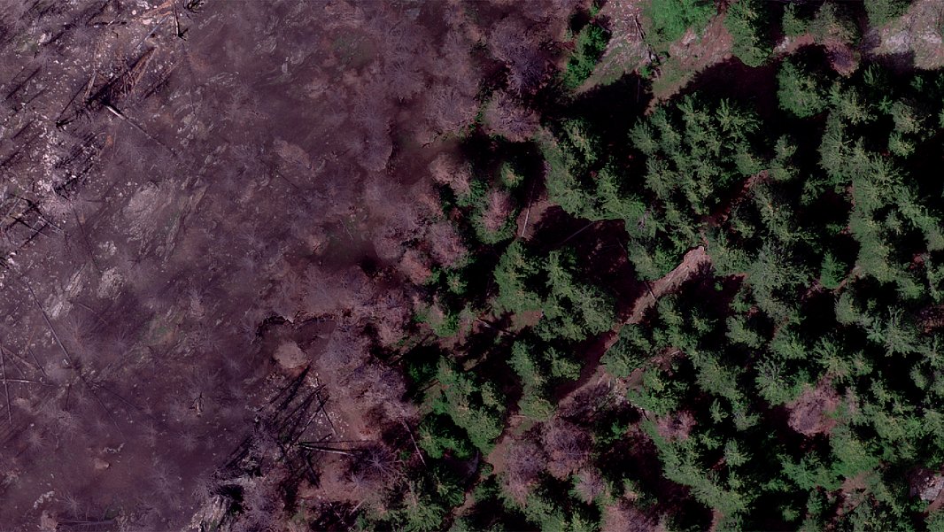 Aerial view: the left-hand half shows burnt forest, the right-hand half shows unburnt forest.