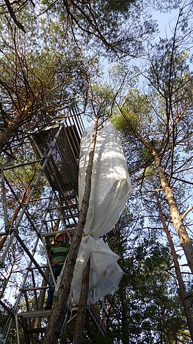 Eine eingepackte Föhre, die mit markiertem CO2 begast wird. Das Einpacken war dank der im Rahmen eines Langzeitversuchs installierten Gerüste möglich. (Foto: Frank Hagedorn) 