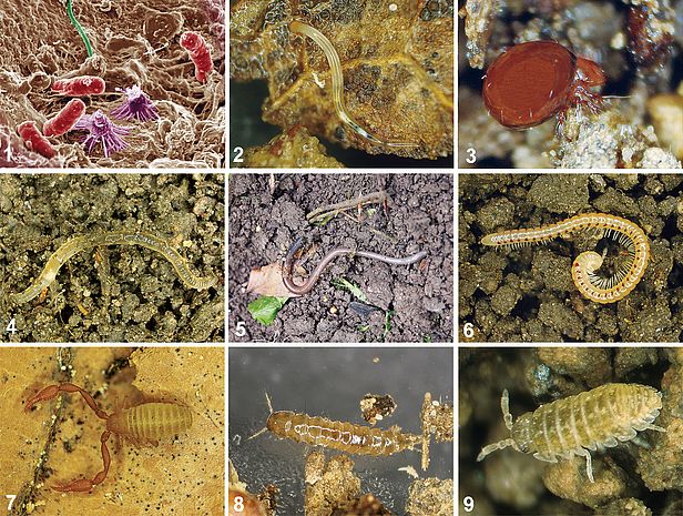 Aperçu photographique d'importantes organismes du sol
