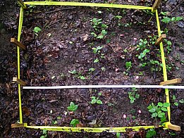 Pro Quadrat sind 16 Teebeutel vergraben - nach 3, 12, 24 und 36 Monaten werden je zwei pro Sorte ausgegraben. Die Etiketten schauen teilweise aus dem Boden hervor. (Foto: Flurin Sutter, WSL)