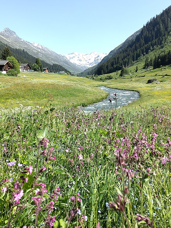 Spring flower meadow with the Dischma river in the valley.