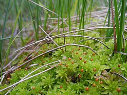 Zartes grünes Torfmoos mit kleinen orangefarbenen Sporenkapseln zwischen Grashalmen