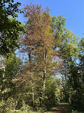 Vorzeitige Herbstfärbung an einer Hainbuche im Hardwald bei Basel am 5.9.2023. (Foto: Thomas Wohlgemuth, WSL)