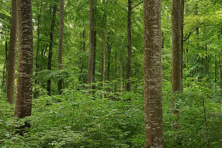 Durch Nutzung lichter gewordener Buchenbestand. (Foto: Martin Fellendorf)