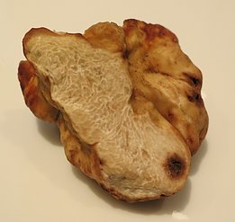 Die Forschenden haben unter anderen diese reife Weisse Trüffel (Tuber magnatum Pico) von 8 Gramm Gewicht gefunden. Regelmässige Funde seit 2012 bestätigen, dass die Art in Genf tatsächlich wächst. (Foto: Simon Egli, WSL)
