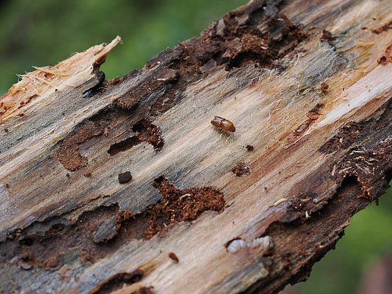 Ein Buchdrucker auf einem Rindenstück.