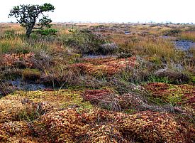 Das Store Mosse Moor (Store Mosse Nationalpark, Schweden), wo die Forscher Sphagnum-Moose gesammelt haben. Bild anklicken für grosse Ansicht.  Foto: Martha Wageus