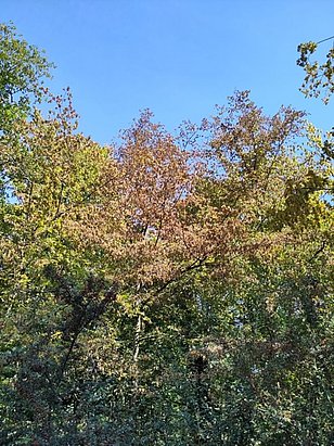 Schon am 16.8.2023 waren diese Hagebuchen bei Basel braun. Es ist möglich, dass sie an den Nachwirkungen der Trockenheit 2022 leiden oder dass sie die Blätter zugunsten vieler Früchte aufgegeben haben. (Foto: Philipp Schuler) 