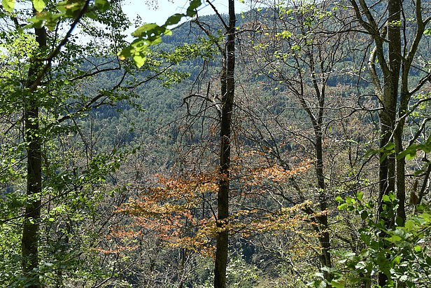 A forest with trees; some of the leaves are brown and withered; a wooded hill in the background.