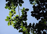 Oak leaves. Photo: Christian Rellstab (WSL)